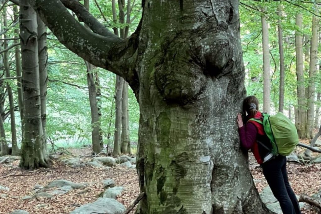 Forest bathing Valle degli elfi