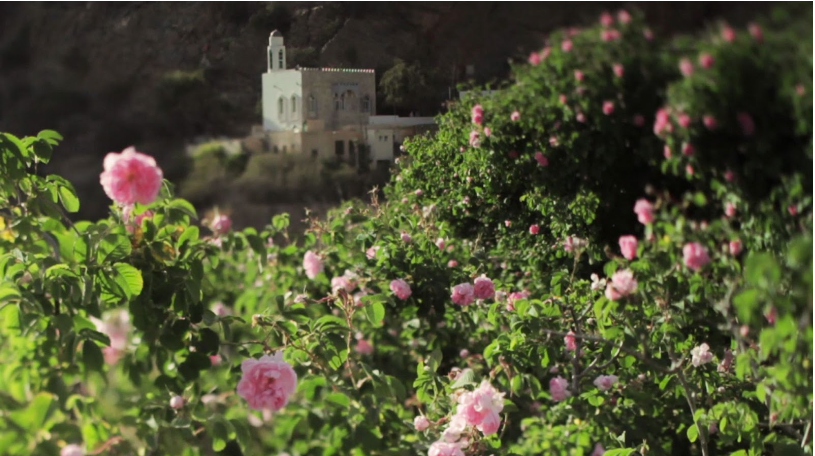 Oman, rosa damascena
