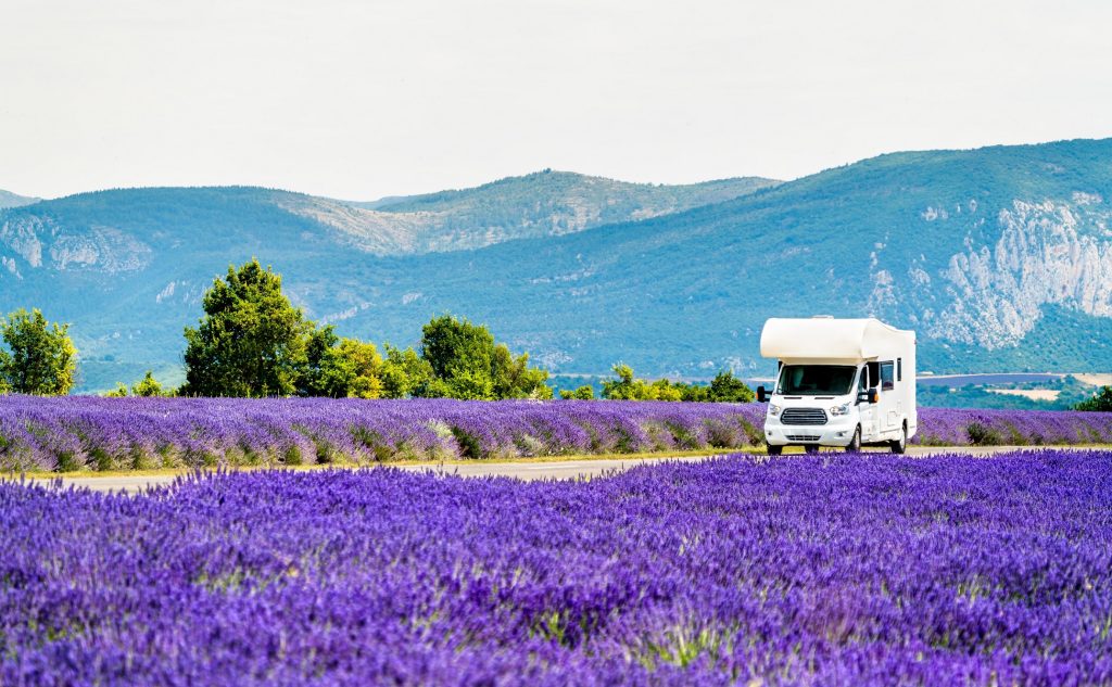 Lavanda