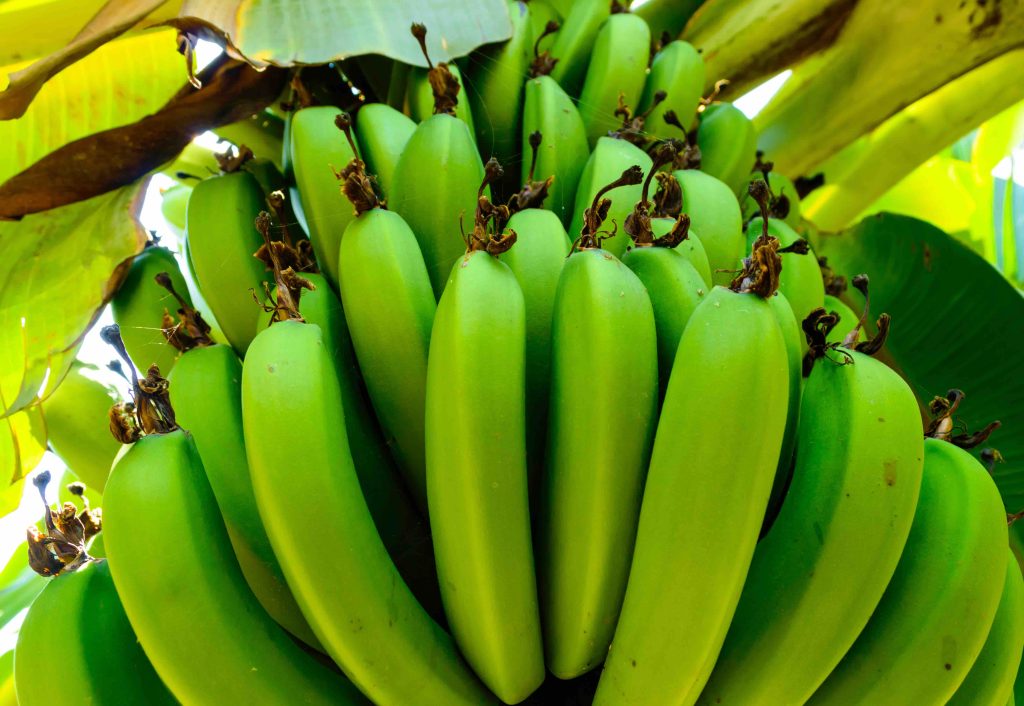 Pianta di platani