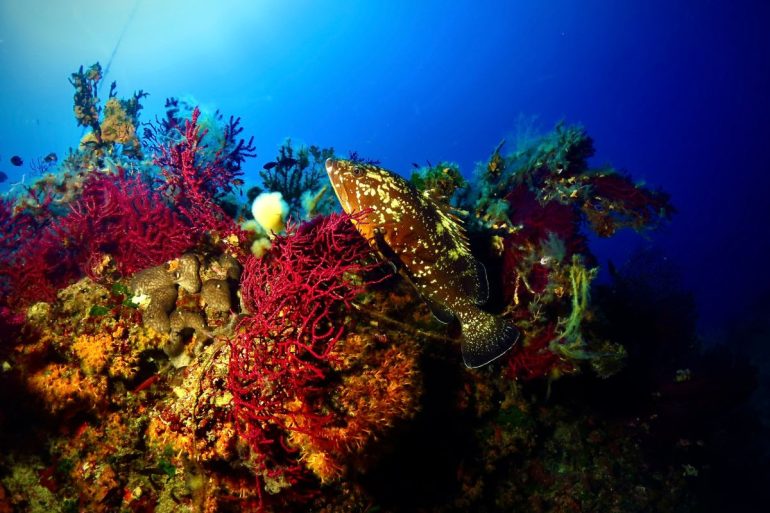 diving isola d'Elba