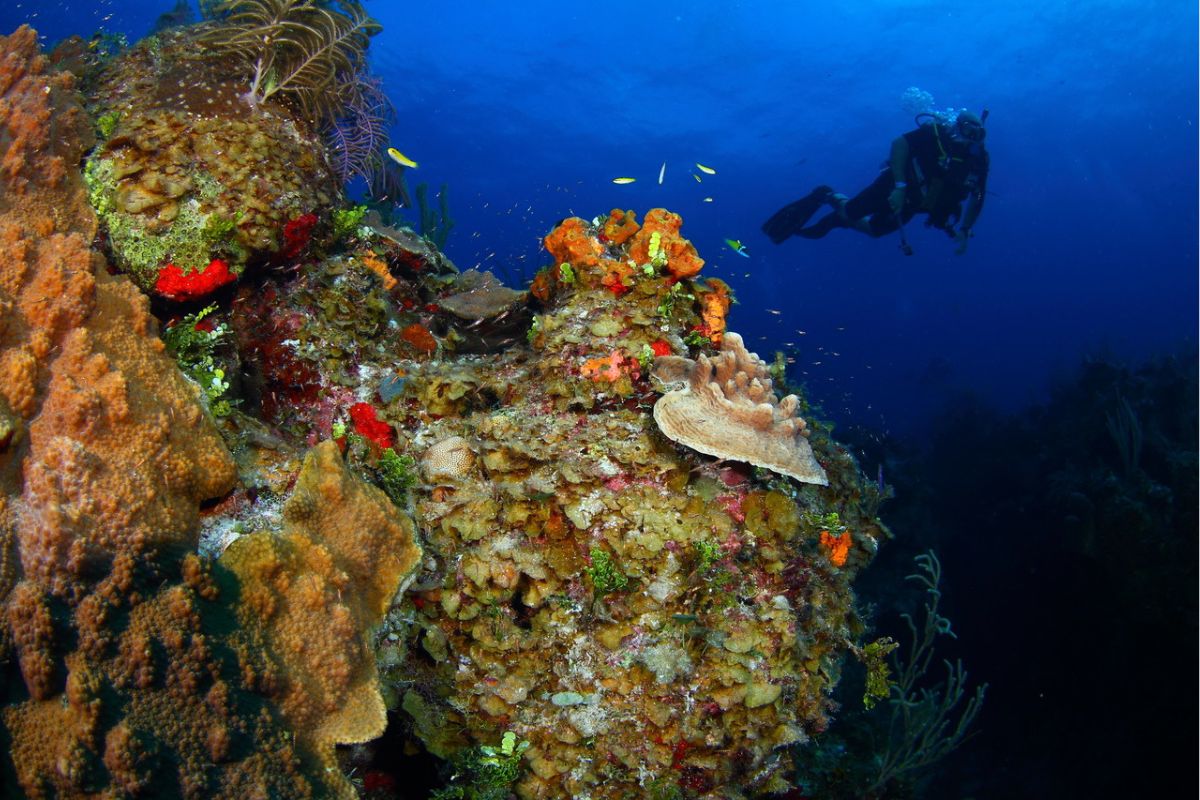 Caraibi Bahamas