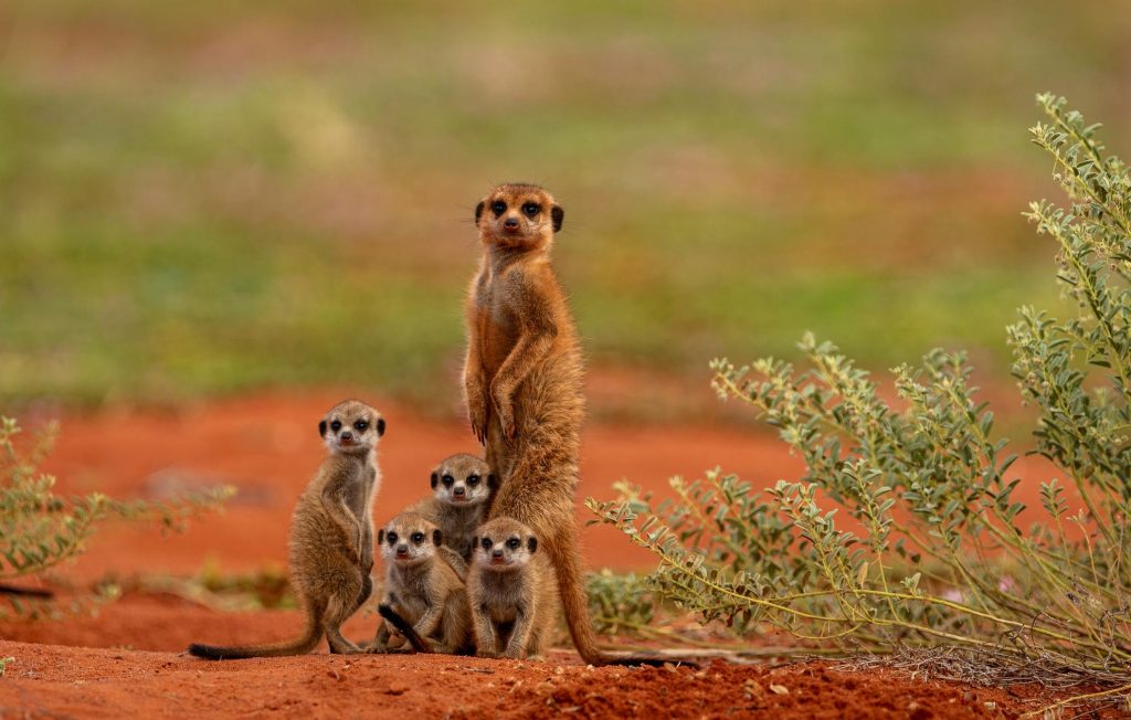 safari in Sudafrica