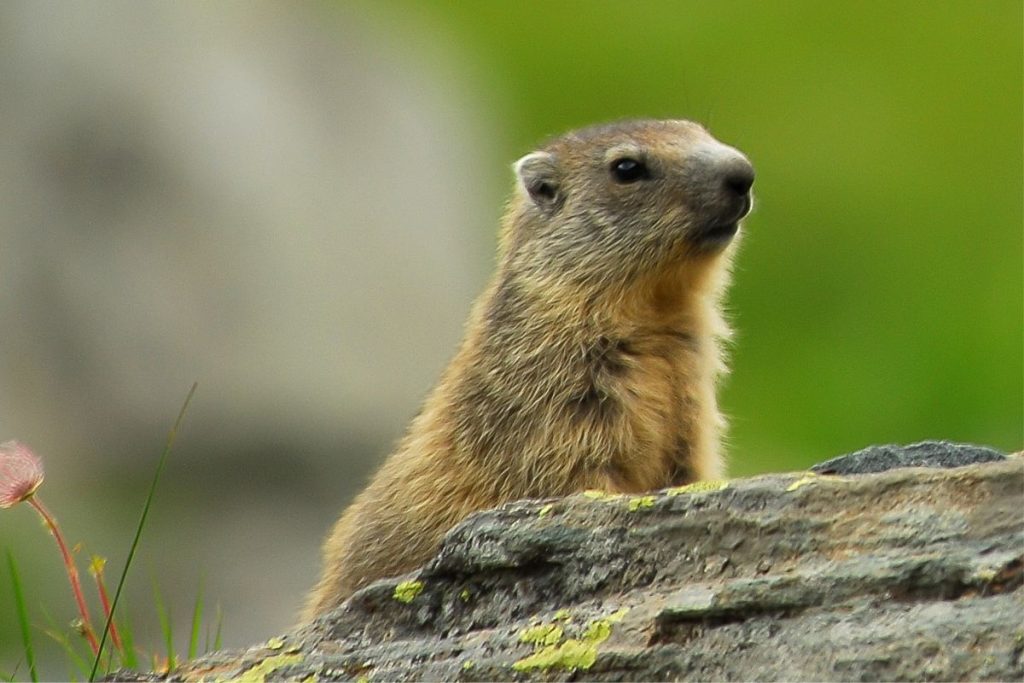 Valle d'Aosta, piccolo di marmotta (foto Roberto Andrighetto)