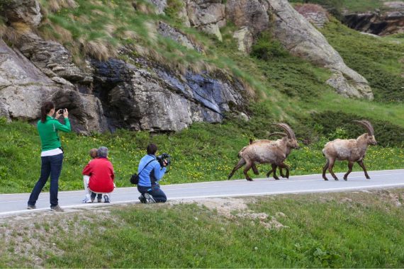 Valle d'Aosta, stambecchi in Valsavarenche (foto Enrico Romanzi)