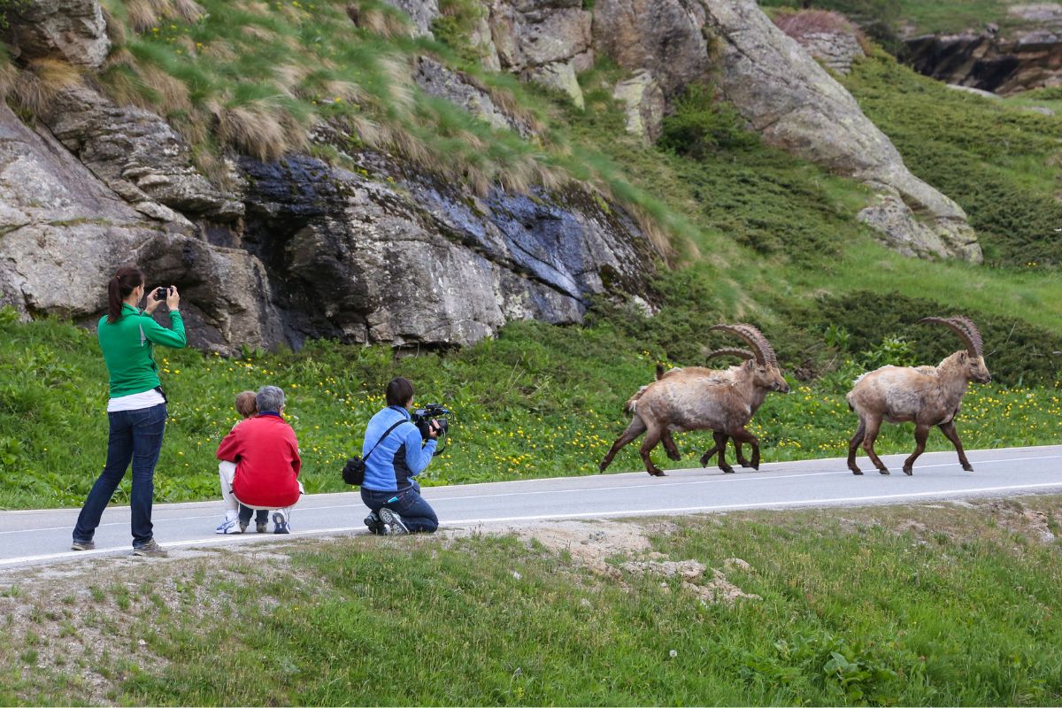 Valle d'Aosta, stambecchi in Valsavarenche (foto Enrico Romanzi)