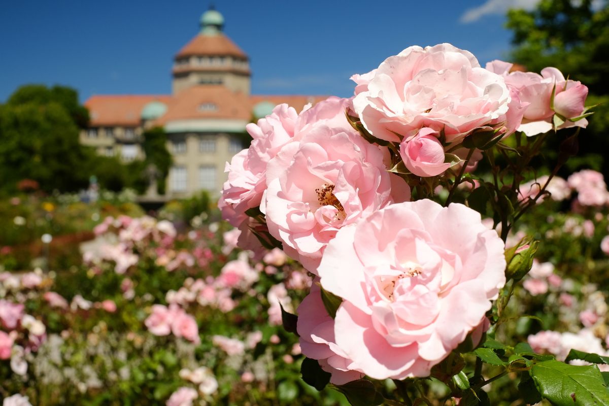 orto botanico Monaco di Baviera