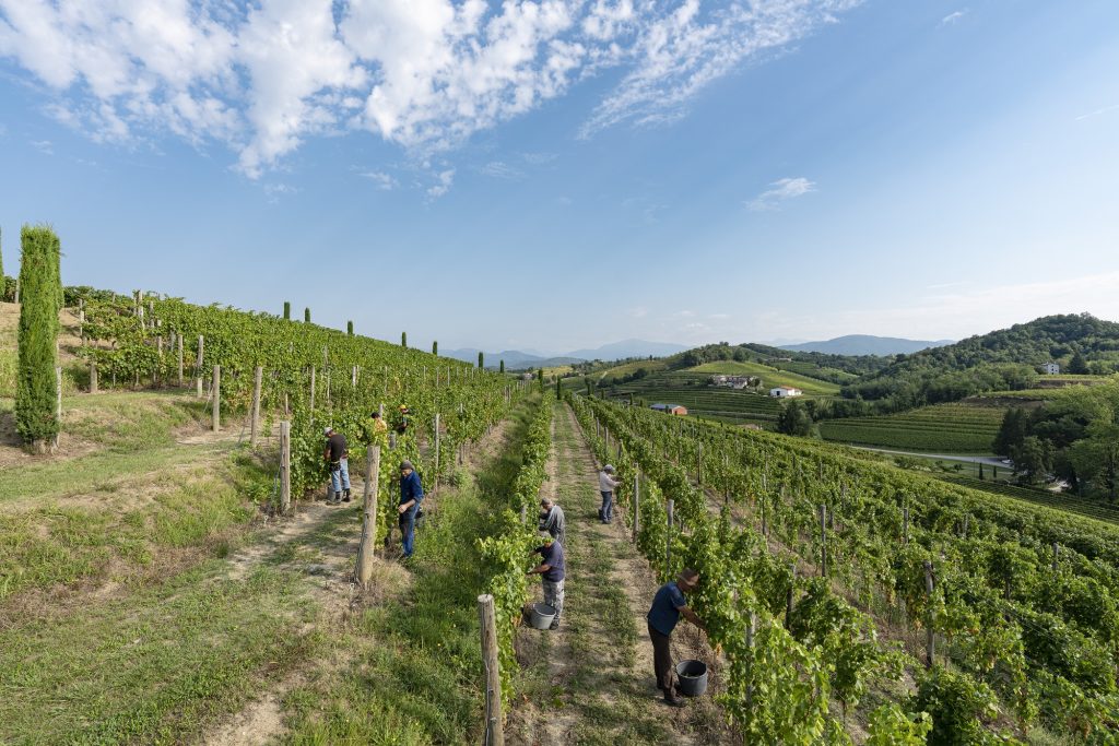 Vendemmia in Friuli Venezia Giulia credit Fabrice Gallina