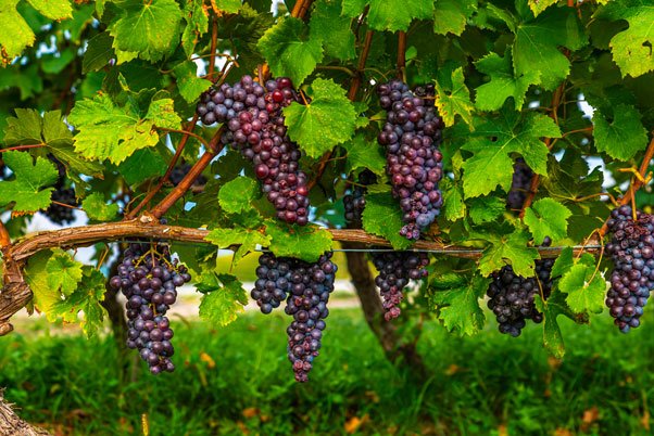 uva-vitigno vendemmia