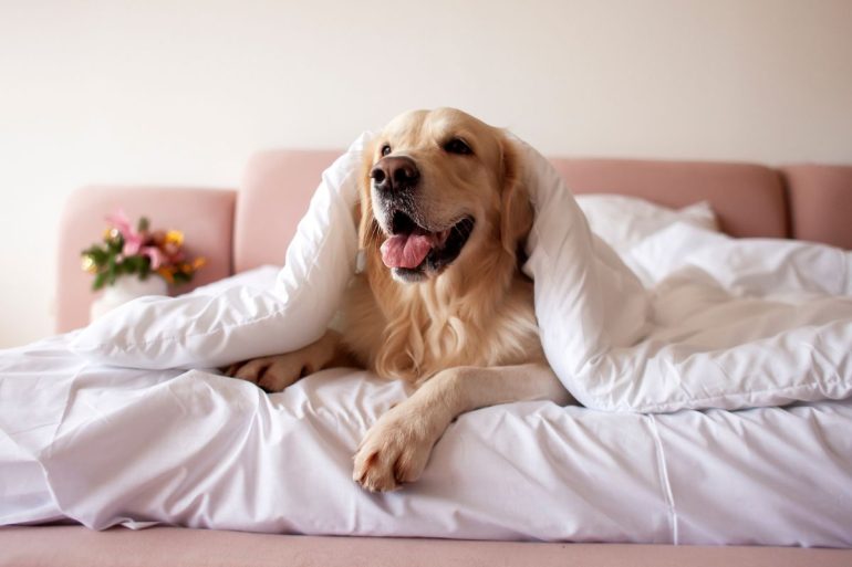 Hotel dog friendly