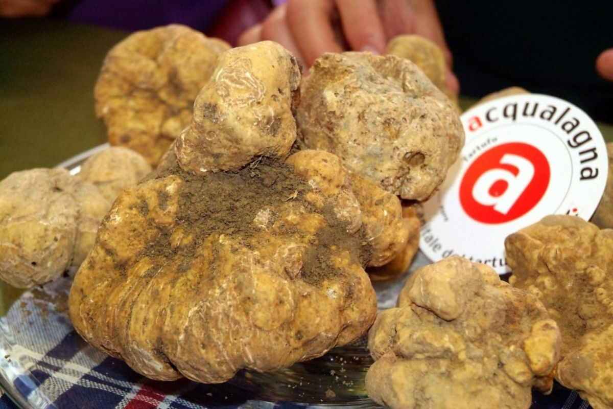Fiera nazionale del tartufo bianco di Acqualagna