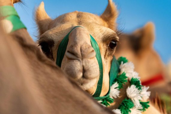 Anno del cammello, Arabia Saudita