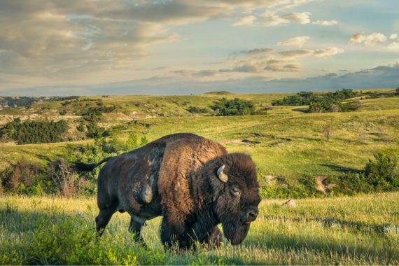 Bisonte in North Dakota
