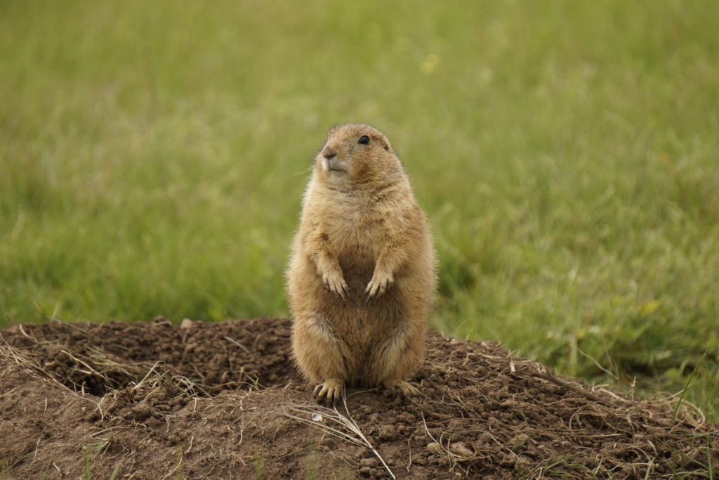 Cane della prateria, North Dakota, credits Trnp