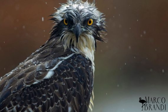 Falco pescatore, credits Marco Brandi
