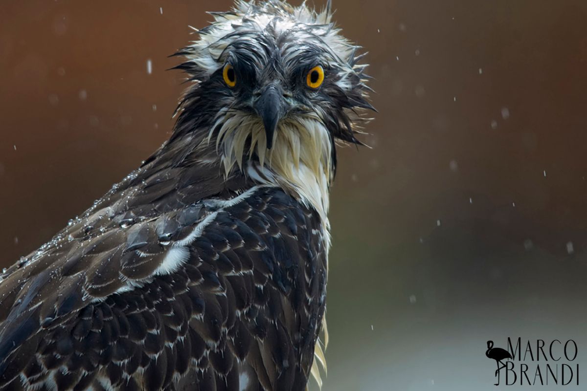 Falco pescatore, credits Marco Brandi
