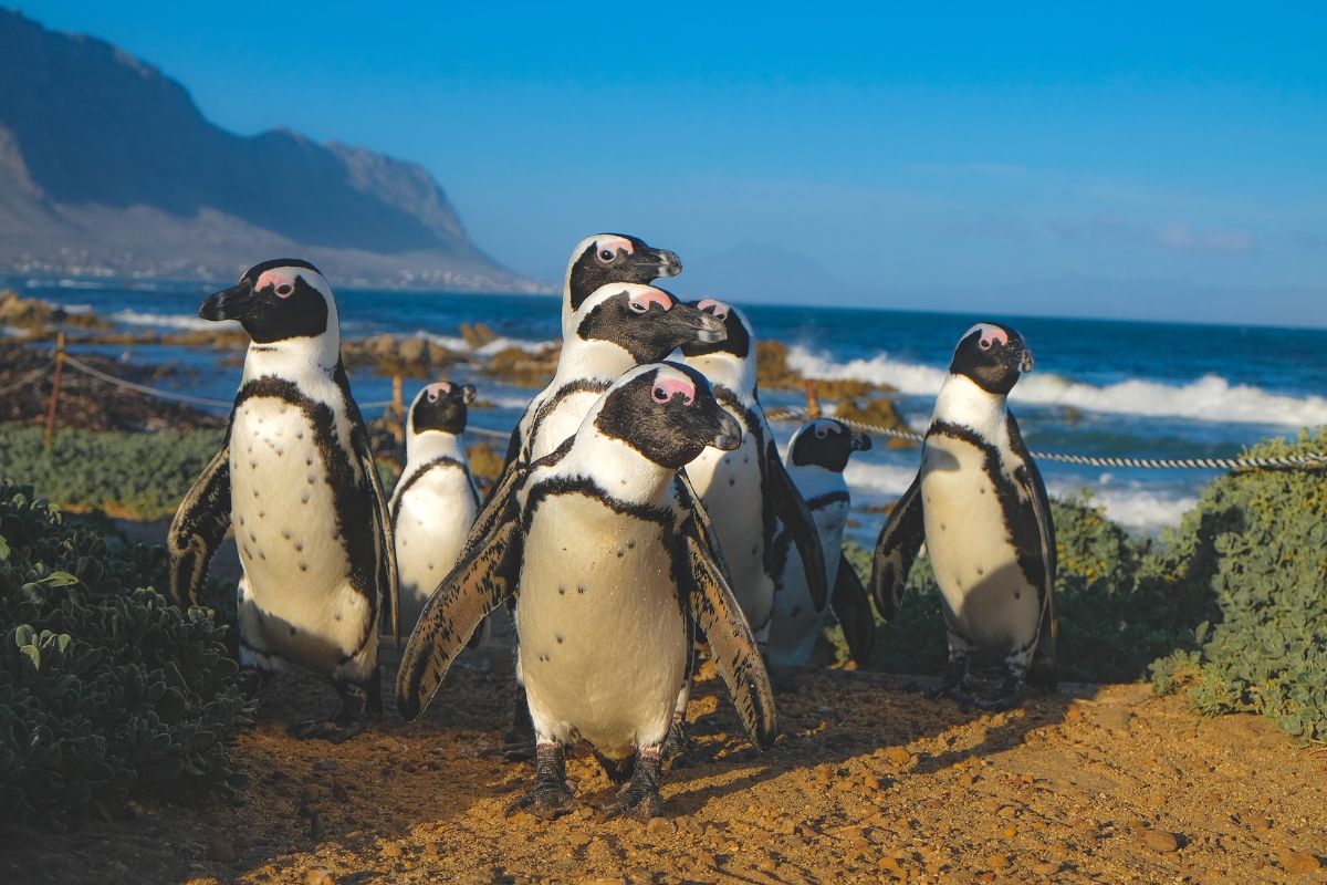 Sudafrica