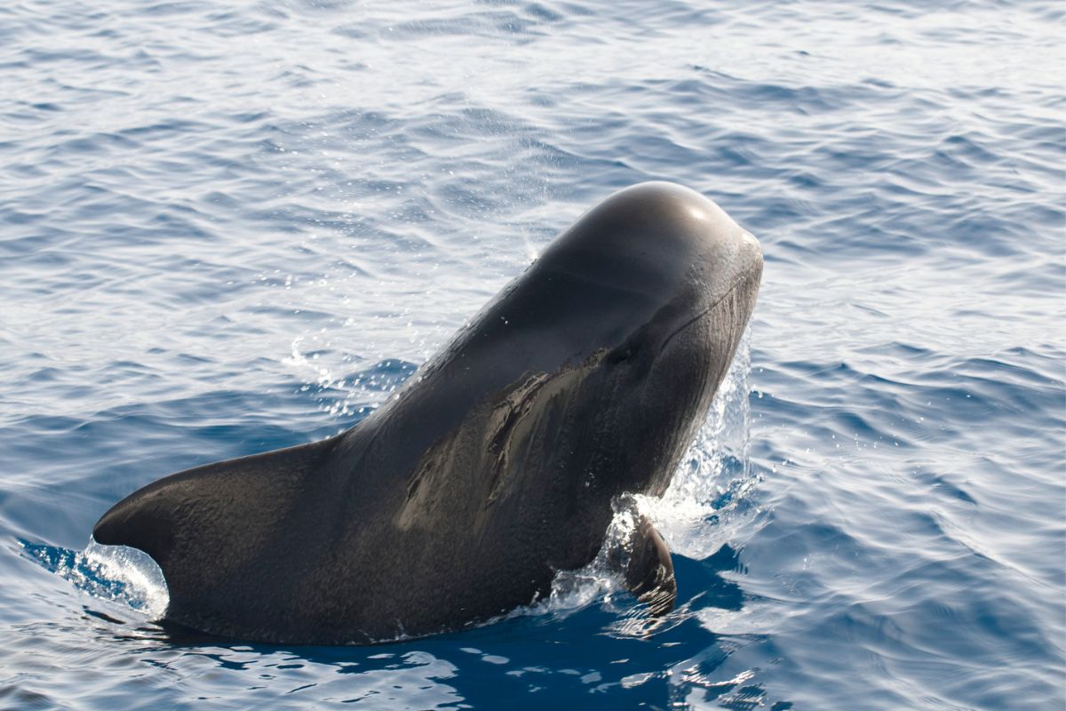 Balene alle Canarie