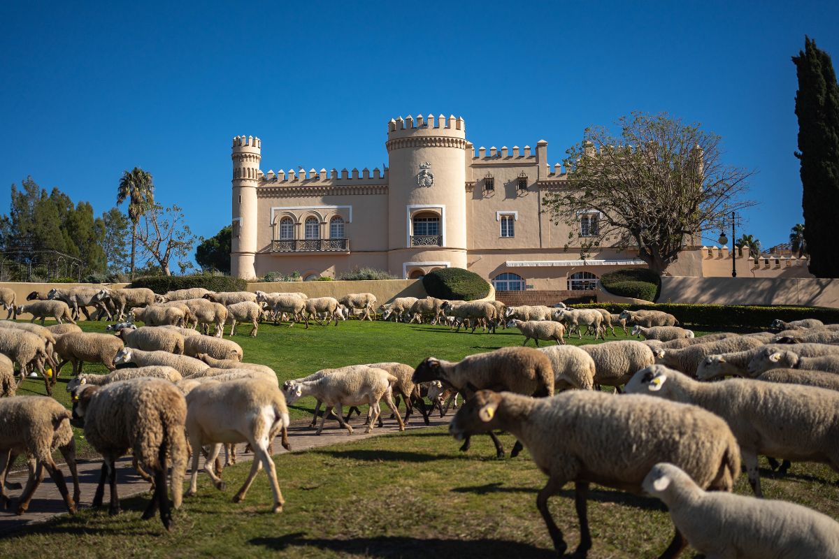Barceló Montecastillo