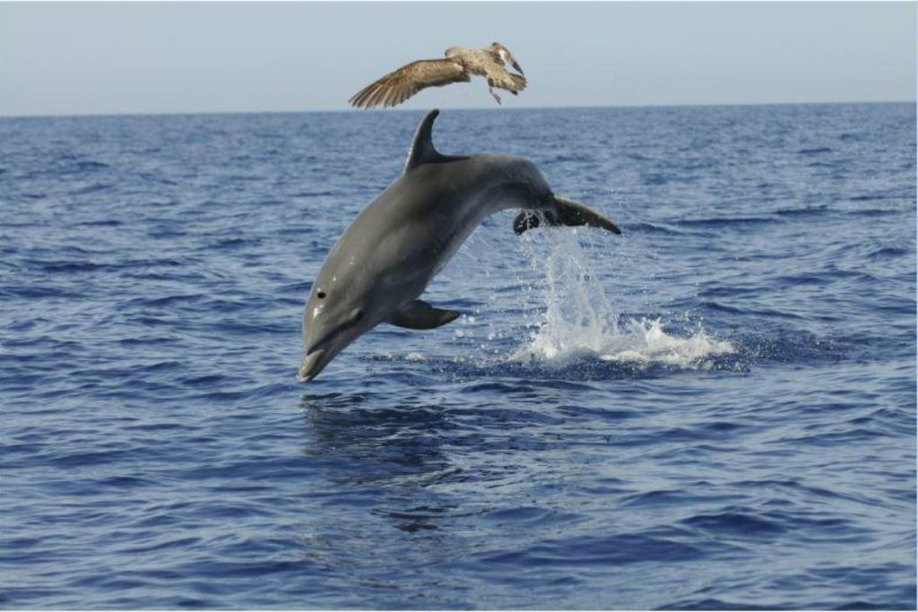 Delfini alle Canarie