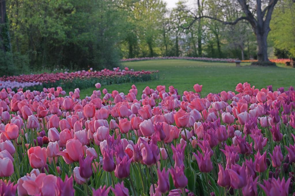 Fioriture