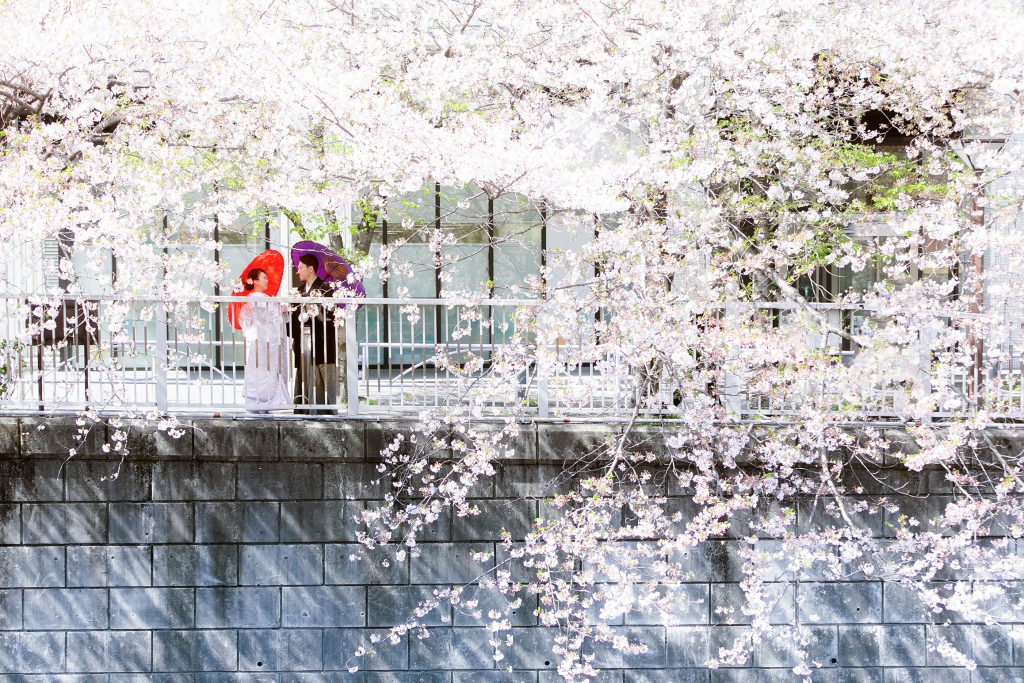 credits Meguro Gajoen,Sakura