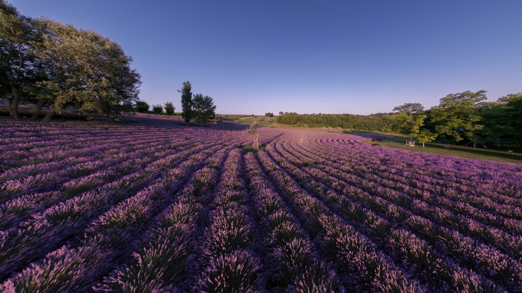 Lavanda in Ungheria