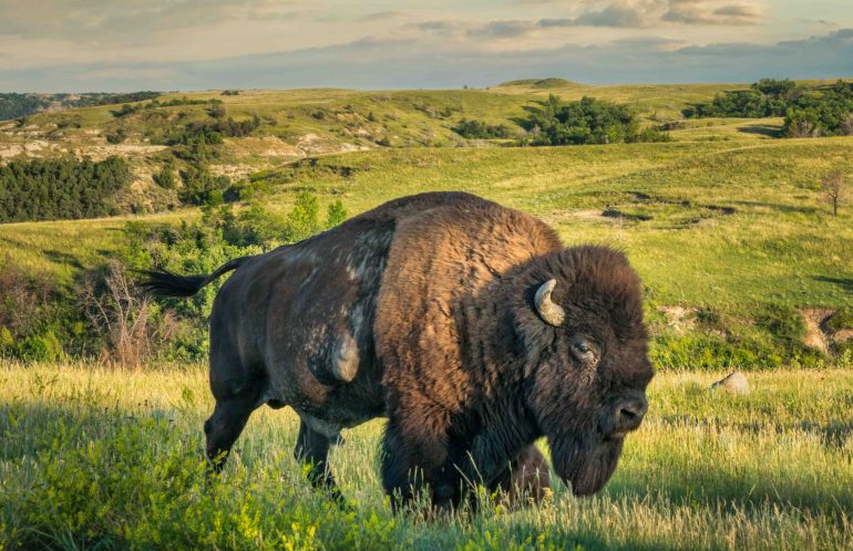 north dakota usa bufalo