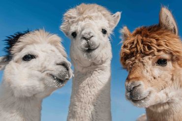 alpaca adobe