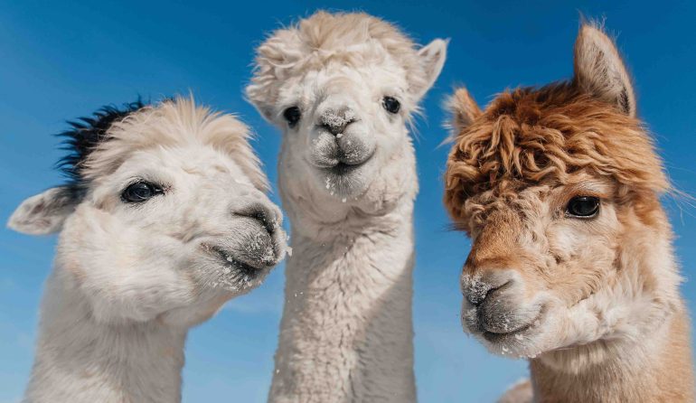 alpaca adobe
