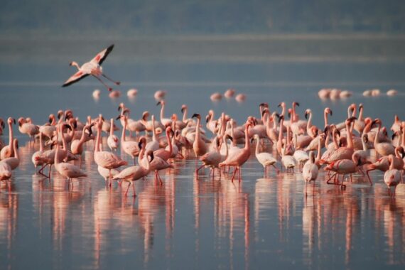 foto da ufficio stampa