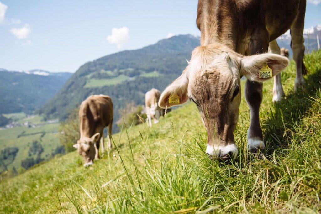 A Vipiteno le Giornate dello yogurt per scoprire tutto sull’oro bianco dell’Alto Adige